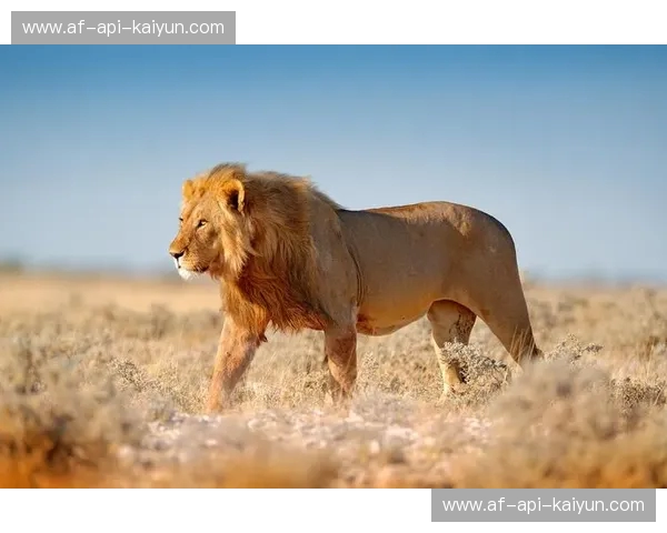 绿茵场上的“米德兰巅峰”:当公羊遇见狮子,不只是足球,更是宿命 绿茵场上的“米德兰巅峰”:当公羊遇见狮子,不只是足球,更是宿命